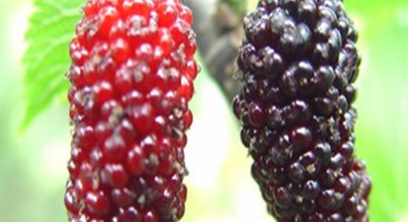 怎么晾晒桑葚子容易干