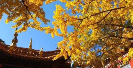 宁心静气是什么意思