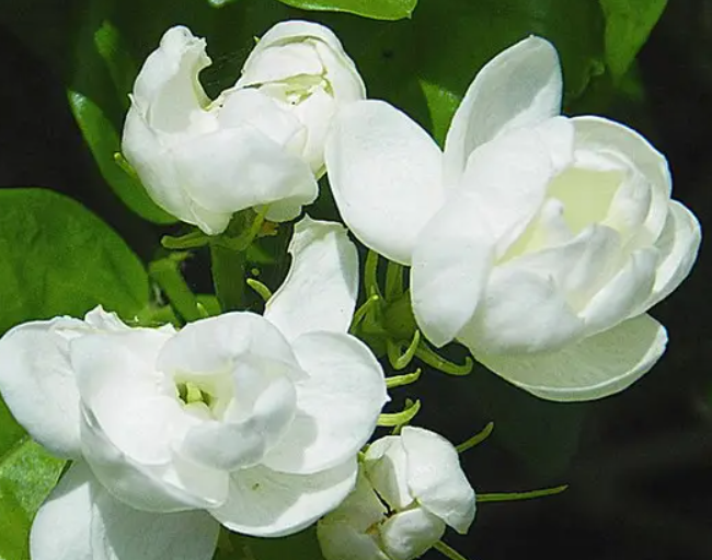 端午节送什么花