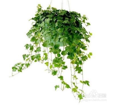 家庭盆栽花卉如何浇水