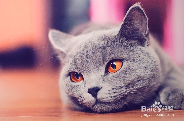 猫咪受到惊吓怎么安抚