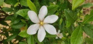 栀子花每次开花都太袖珍，如何让它变更大？