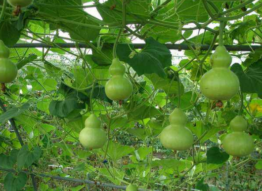 假如种葫芦的的人听了邻居的话，治了叶子上的蚜虫，故事又会怎样呢？请你展开想象讲一讲吧！