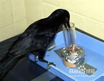 自然界智商最高的10大动物