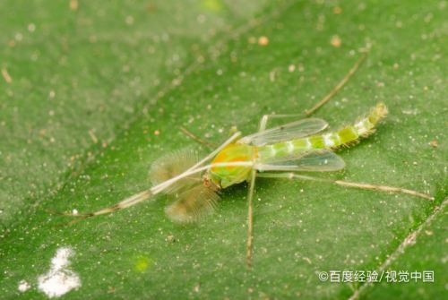 蚊子怎么来的