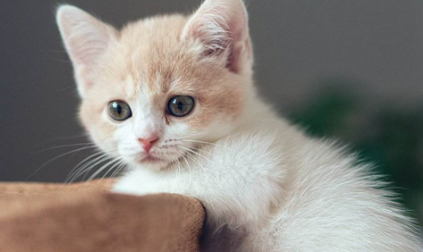 小猫咪多大才可以洗第一次澡