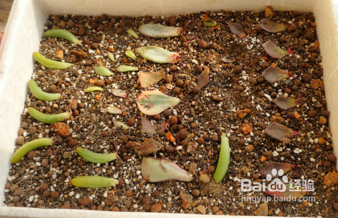 冬天来了，阳台变大棚。