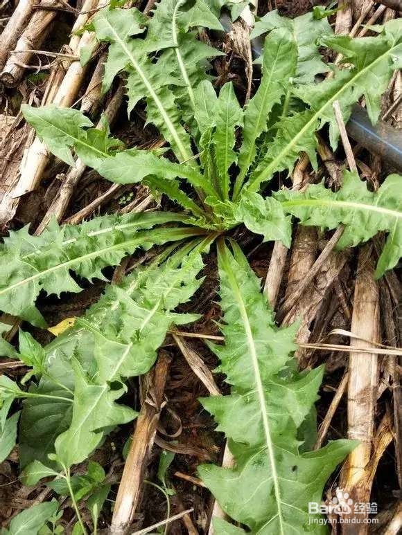 “长寿菜”别出门挖了，阳台种一点，够吃大半年