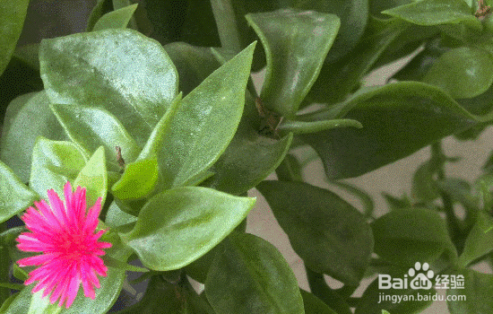 牡丹吊兰的养殖方法和注意事项