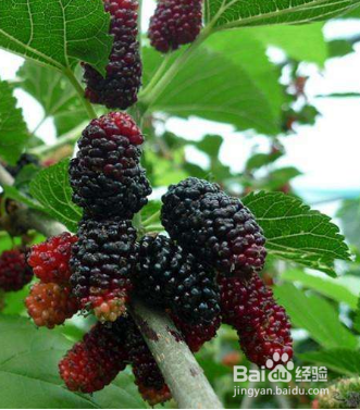 桑葚和马桑果区别图片