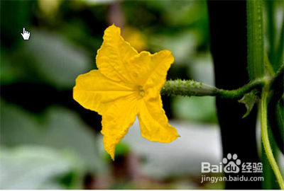 黄瓜只开花不结果怎么办