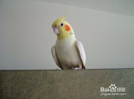 如何快速有效的给鹦鹉断奶