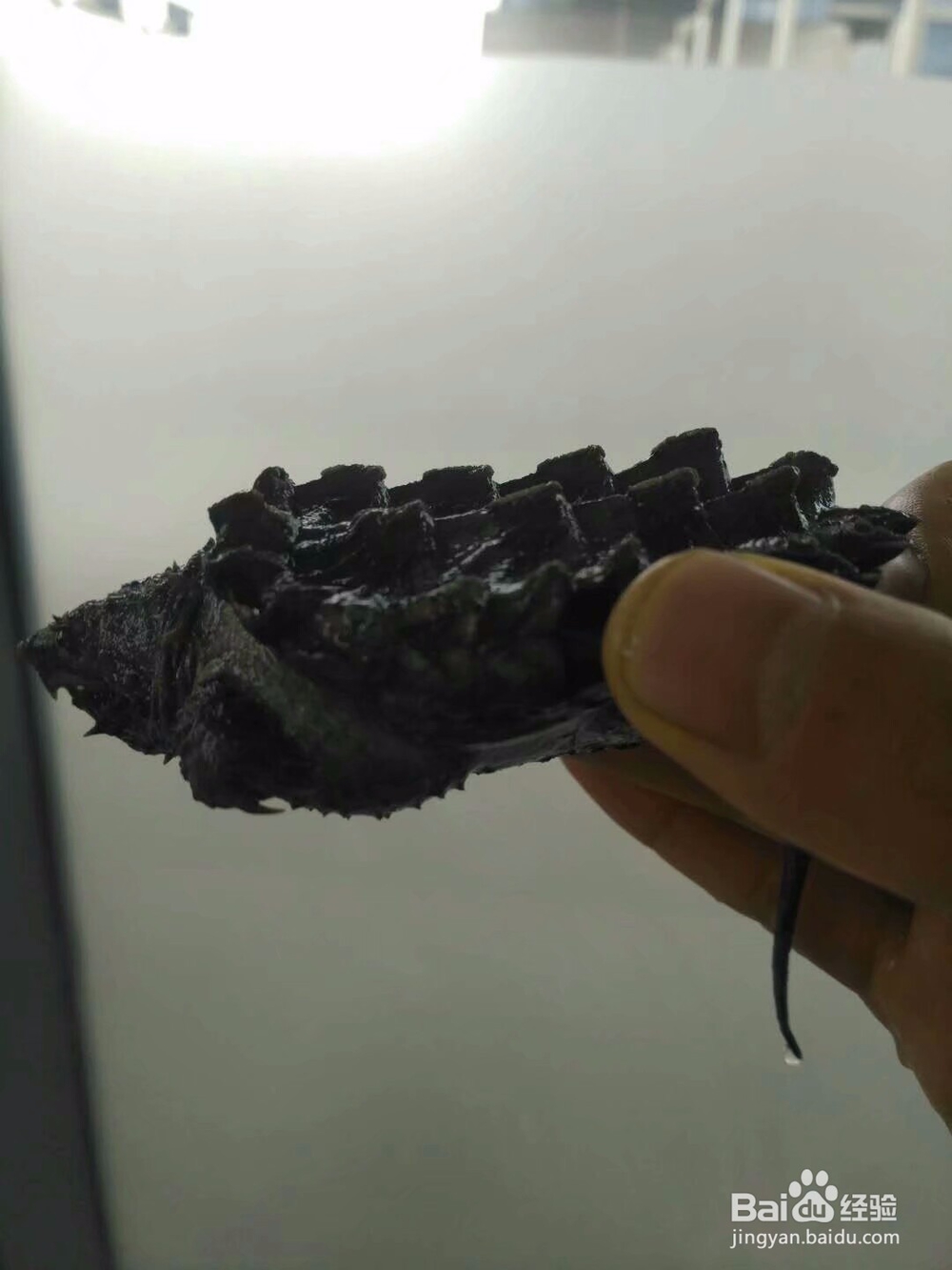 大鳄龟苗子塌背怎么治