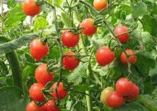 如何增加番茄的甜度