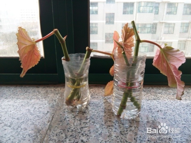 手工DIY:变废为宝：[3]矿泉水瓶变身简洁花瓶
