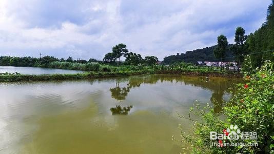 养草鱼需要注意什么?