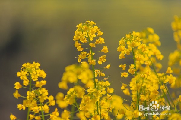 哪里油菜花不好看,为何要去婺源,给你一个答案