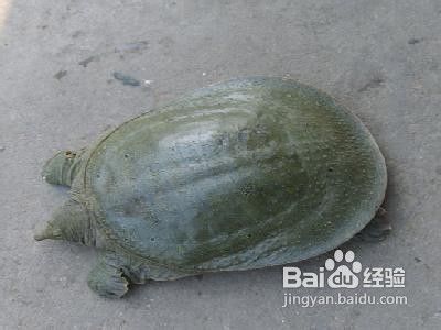 导致流产的食物有哪些