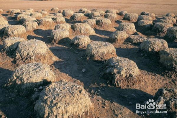 库布岛,在荒凉的世界上有绿色的饰物