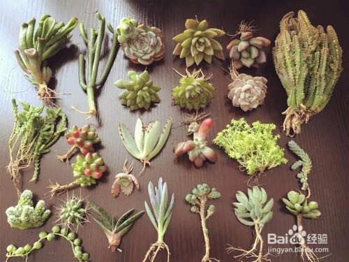 水培是建立在植物进化论上的一种技术手段