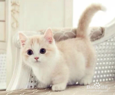 想养猫爸妈不让怎么办