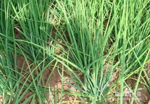 种葱子的时间和方法