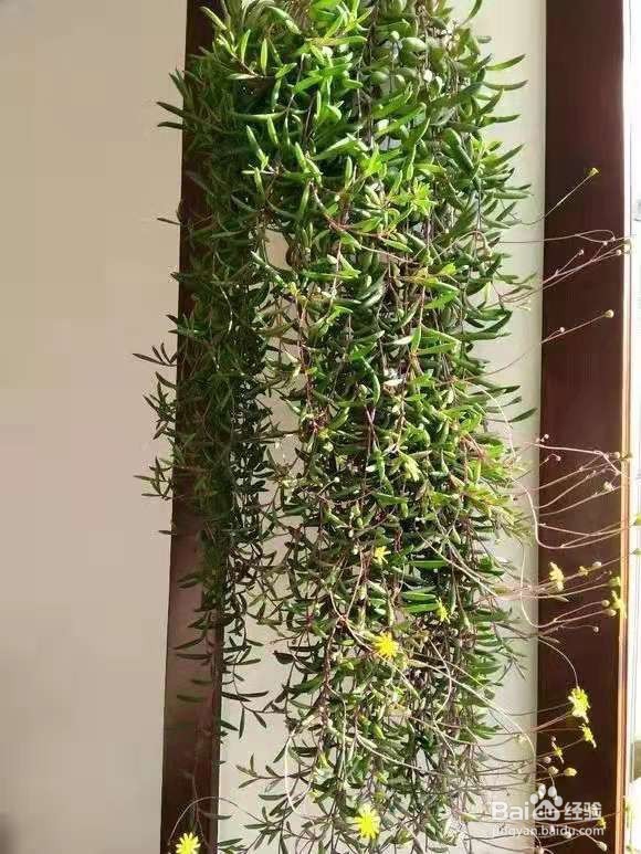 3种花太好养，沾土就活，特能长，养一次就上瘾