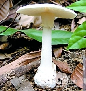 春游踏青，毒蘑菇千万别吃！