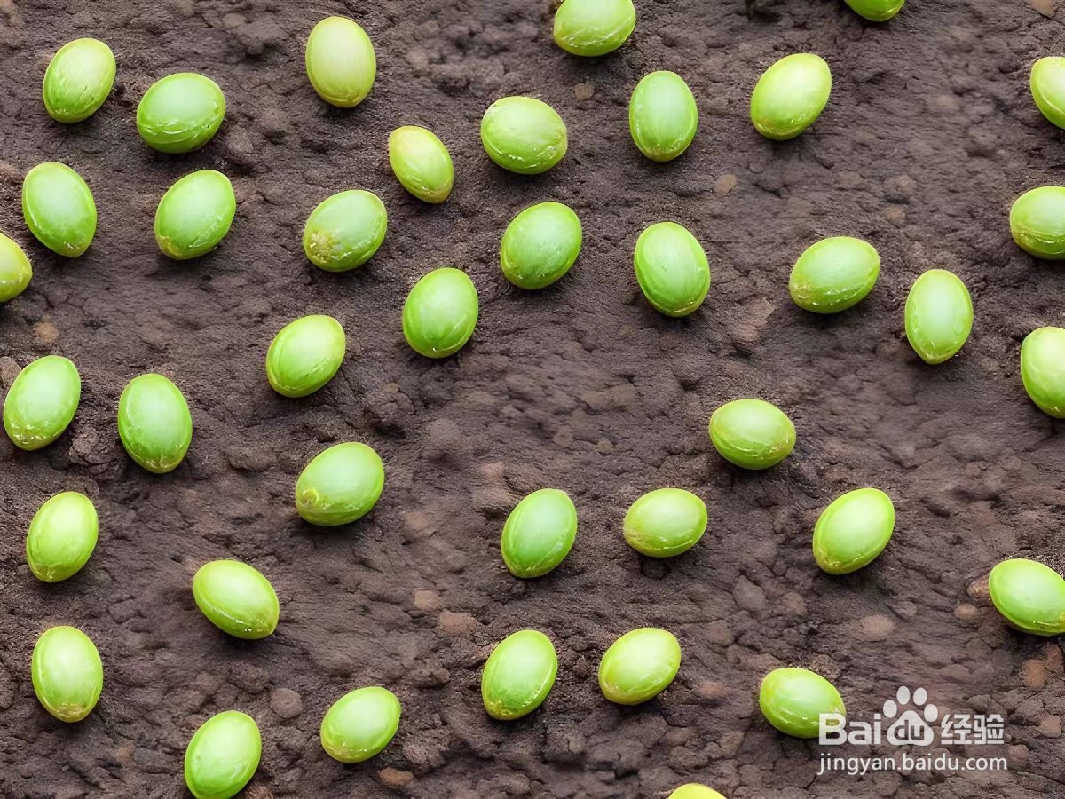 西瓜的栽培方法