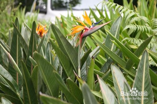 鹤望兰如何养护开的好？