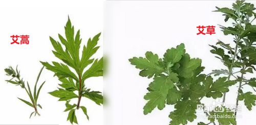 首先可以从高度区分,艾草高,艾蒿矮
