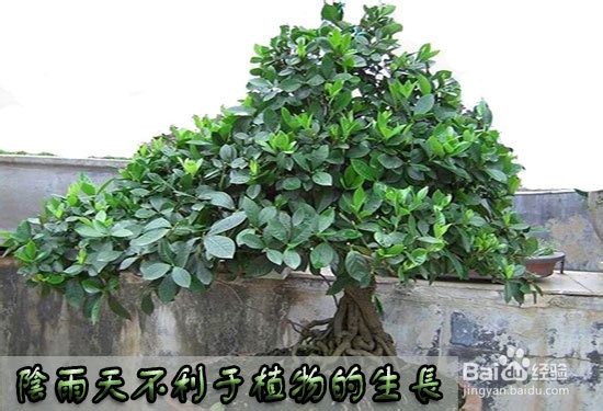 栀子花不开花怎么办