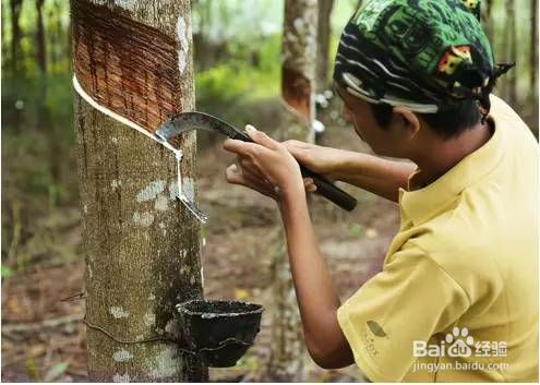 到底什么是乳胶呢?