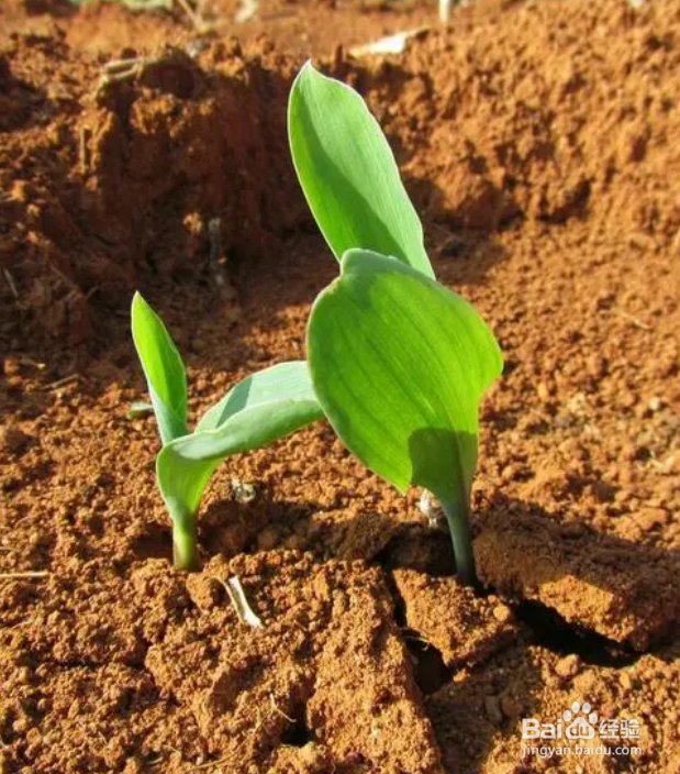 种植 将玉米通过浸泡发芽后,种入土地中,培好土后,开始生根发芽