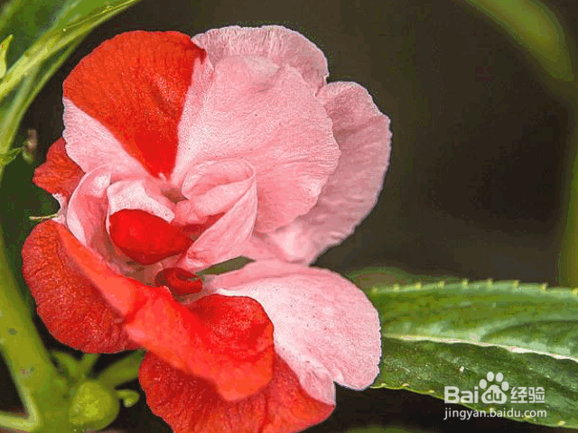 凤仙花的养殖方法和注意事项