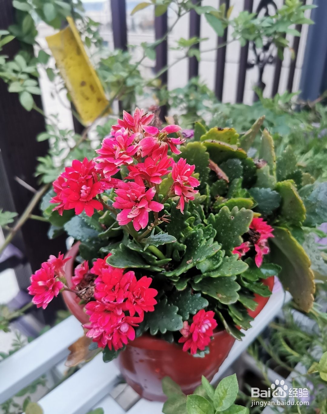 夏季养长寿花注意事项
