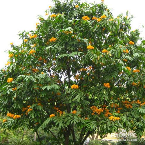 无忧花养殖时需要注意什么？