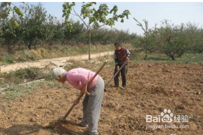 蜗牛吃玉米苗怎样防治