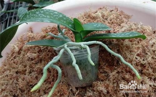 水苔养蝴蝶兰的方法