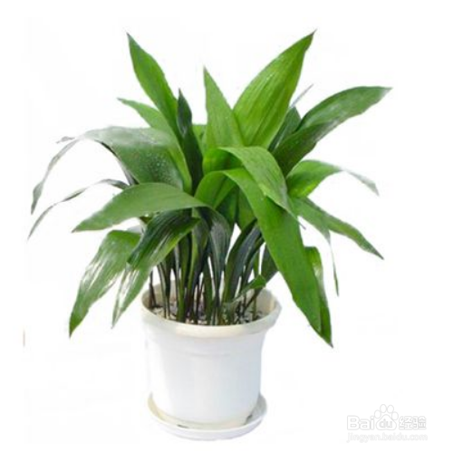 一叶兰病害怎么防治？