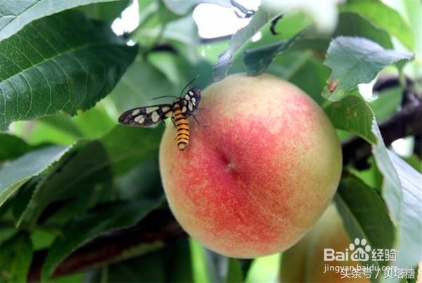 秋天吃这三种水果，糖尿病人血糖不升