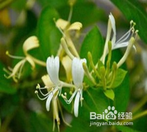 如何认知金银花的功效