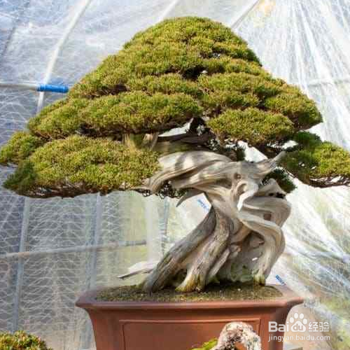 真柏叶子发黄的原因有哪些?