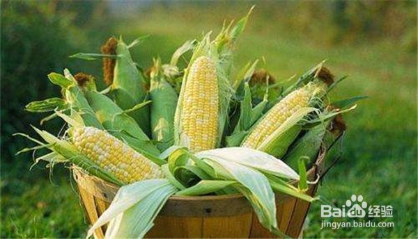 玉米都有哪些营养对人体都有哪些益处