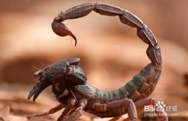 怎样养蝎子多赚钱