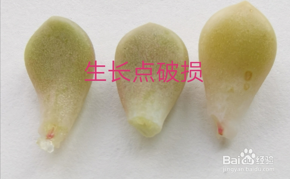 冬天多肉叶片扦插方法