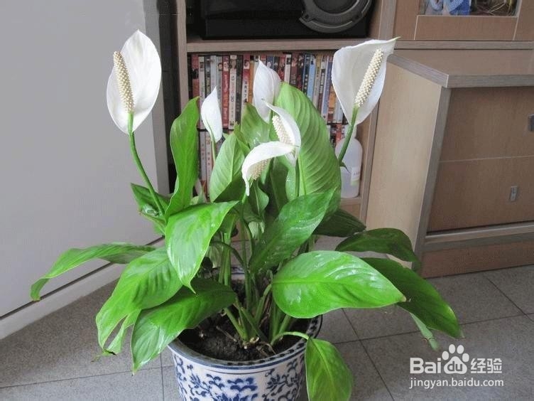 什么植物能净化装修污染