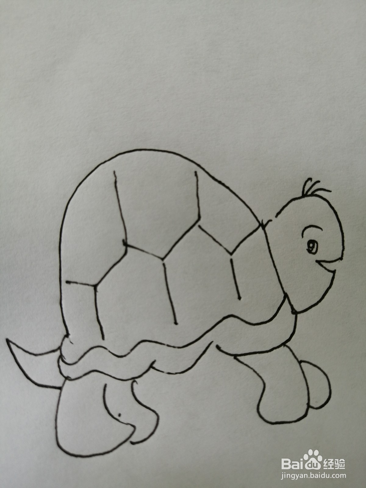 <b>可爱的小乌龟怎么画</b>