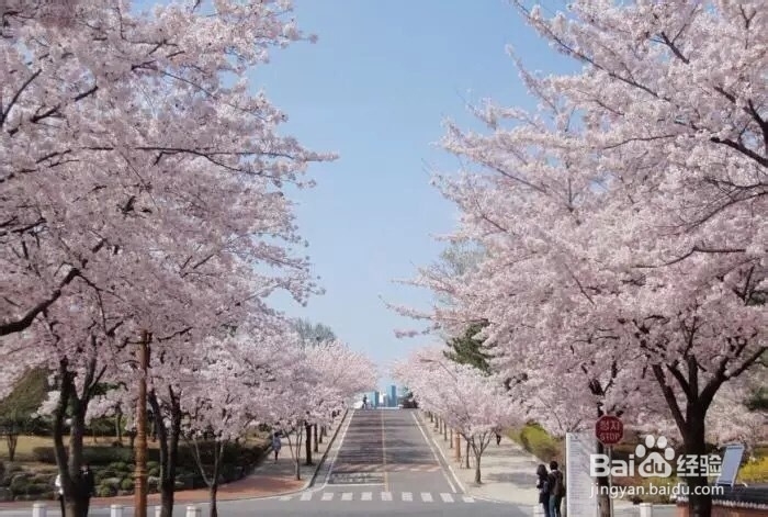 韩国十大美丽大学