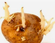 大蒜、洋葱、生姜、土豆发了芽还能吃吗？